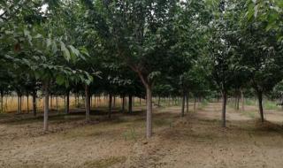 樱花树价格 樱花树价格