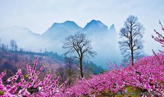 收集5种花开的时间和描写花的怎样开放的句子 春季赏花的唯美句子