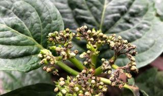 绣球花为什么不吉利