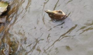 小天才如何快速抢积分红包 小天才积分修改器