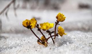 春暖花开相近的词语 校园春色春暖花开